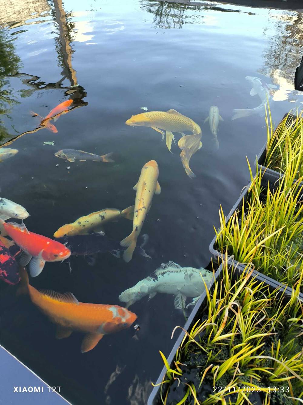 bassin-koi